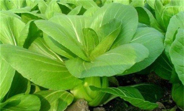 上海青的种植方法