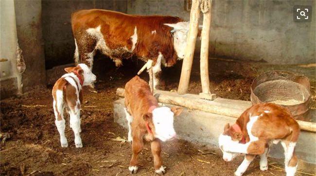 新生牛犊拉稀是什么原因