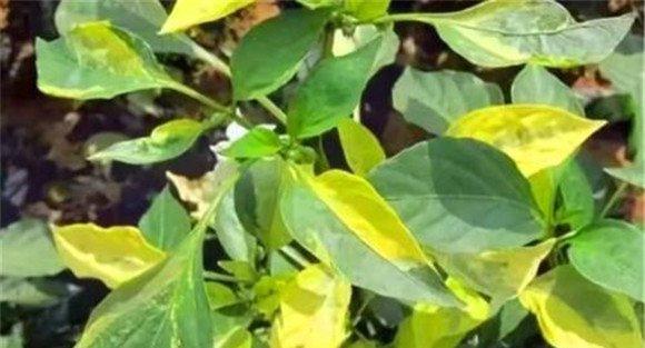 青椒叶枯病用什么药治疗