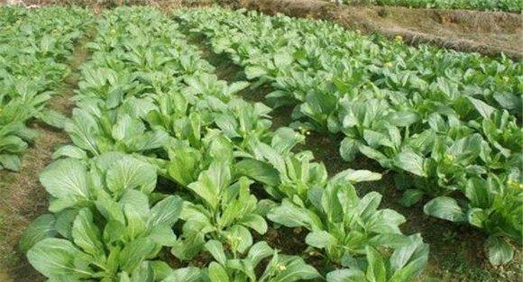 菜心种植技术与管理要点
