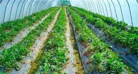 大棚草莓要注意摘叶疏果