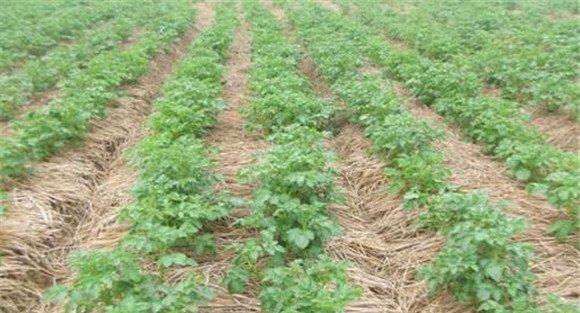 秋马铃薯稻田免耕稻草覆盖栽培技术