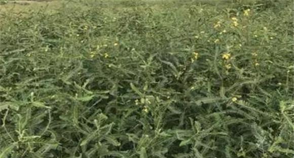 田菁的种植与栽培方法