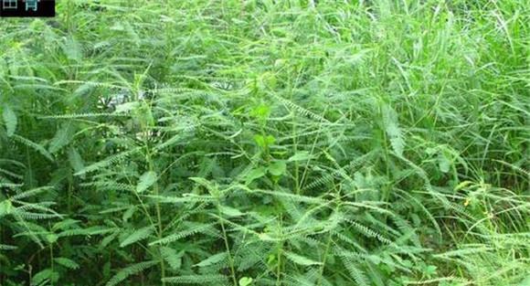 田菁种植技术