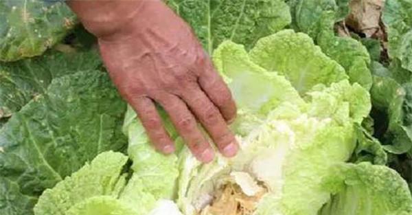 大白菜软腐病的防治方法