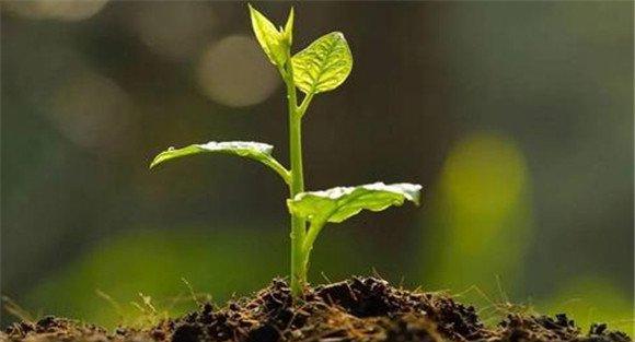 山药种植技术与栽培管理
