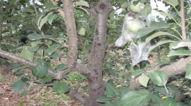 苹果轮纹病的主要防治措施