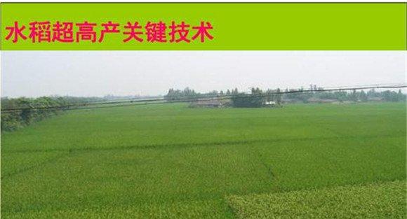 水稻旱育秧栽培