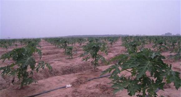 番木瓜种植的水分条件