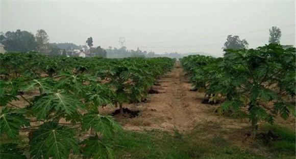 番木瓜种植的土壤条件