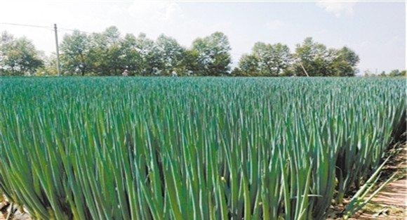 大葱种植技术要点