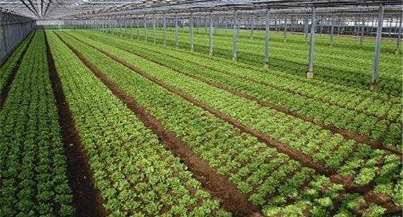 生菜定植株行距是多少