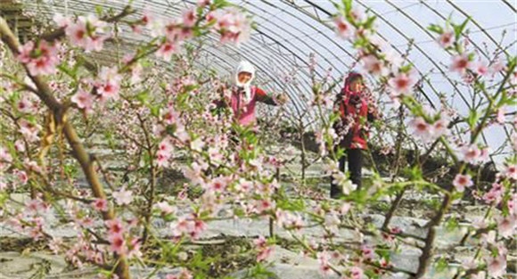 种植桃树要适时促花