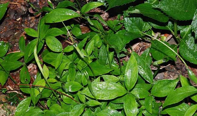 半夏种植方法