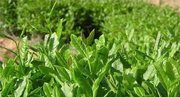 幼龄茶树的修剪——定型修剪