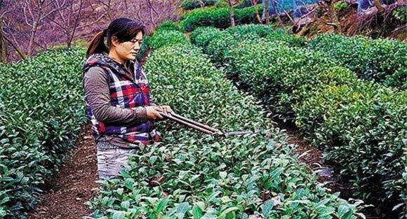 怎样修剪茶树？茶树的修剪方法介绍