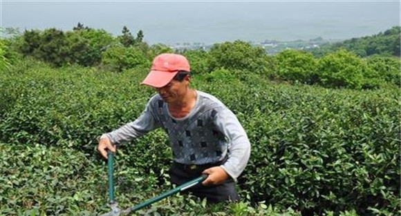 茶树的修剪方法介绍