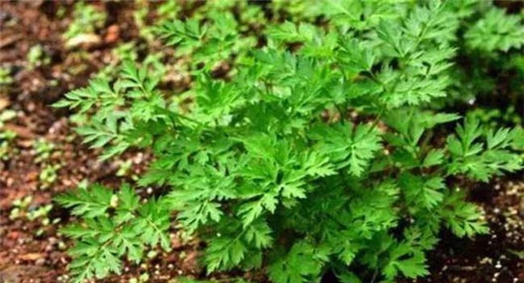 川芎种植方法与技术要点