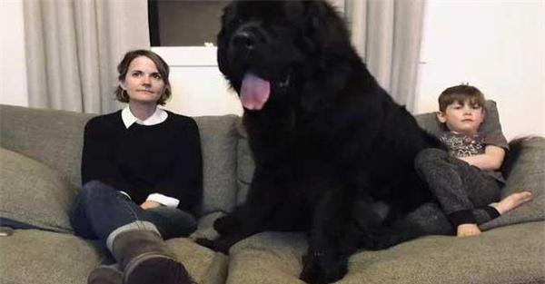 纽芬兰犬容易养吗
