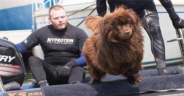 纽芬兰犬怎么养