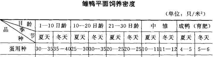 雏鸭的饲养管理