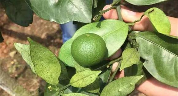 夏季柑橘病虫害的防治方法