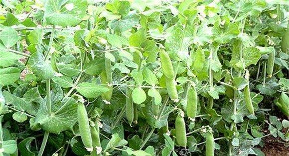 荷兰豆种植技术要点