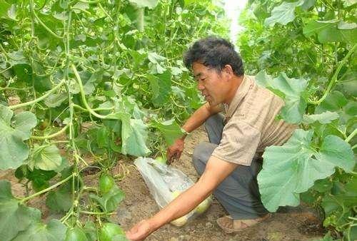 薄皮甜瓜