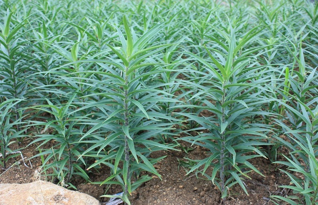 植株