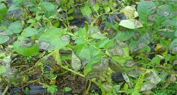 无公害马铃薯的主要病虫害及其防治措施