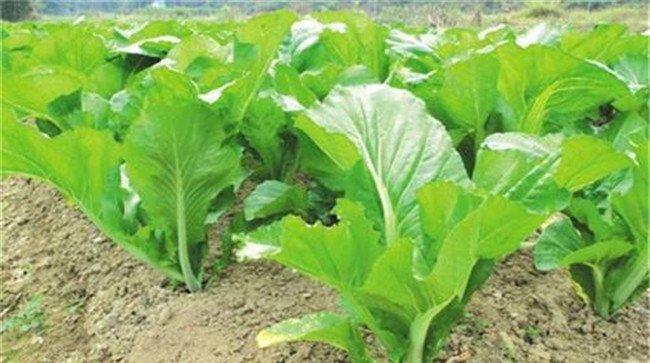 大头菜的大田整改要点