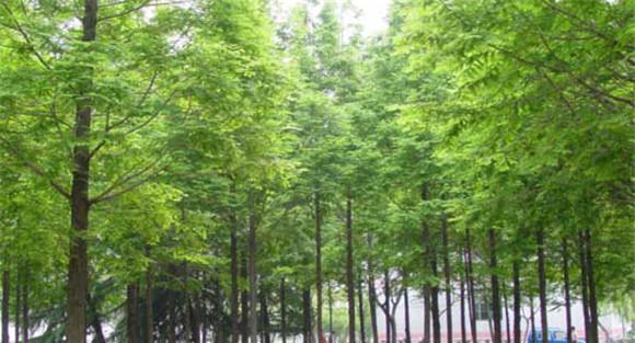 水杉移栽方法