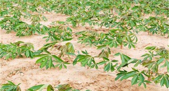 木薯种植技术与管理方法