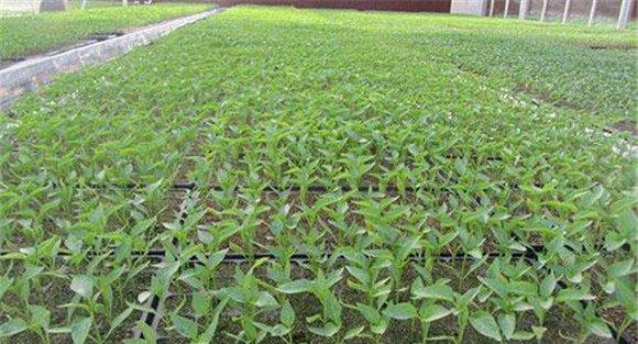 秋延后茄子的播种育苗
