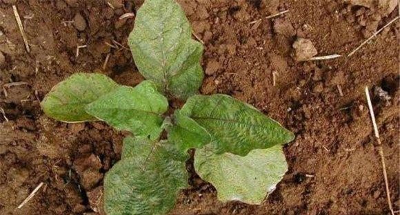 温室秋延后茄子怎样栽培