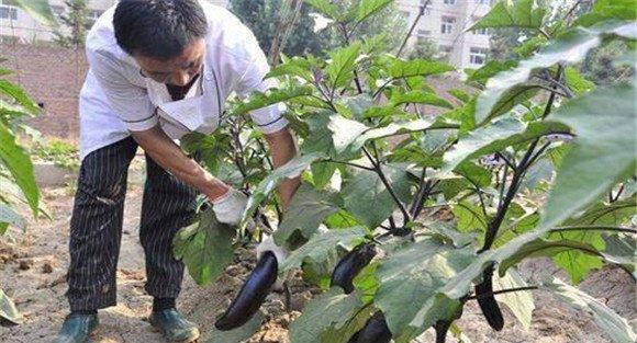 秋延后茄子栽培技术