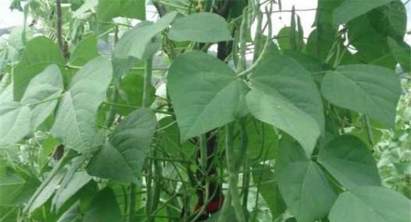 芸豆红根病