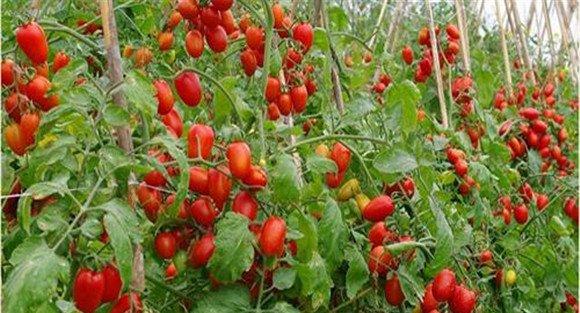 圣女果种植管理技术要点