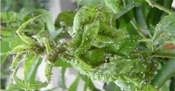 绣线菊蚜危害症状