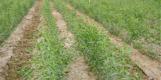 枸杞种植管理要点