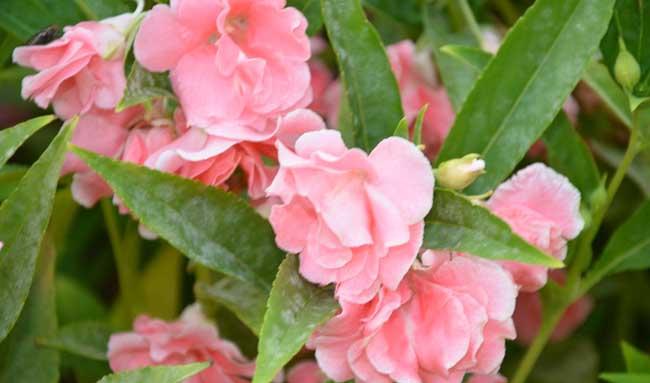 凤仙花病虫害防治技术
