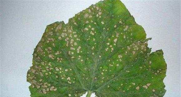 南瓜角斑病的症状表现