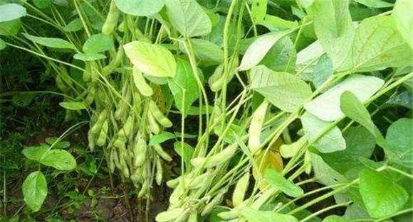 大豆茎褐腐病的防治方法