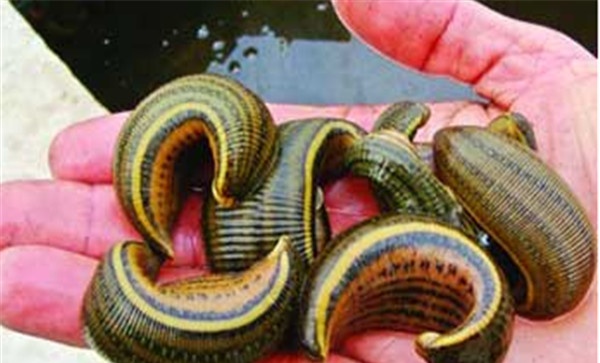 水蛭的生物学特性、繁殖特性