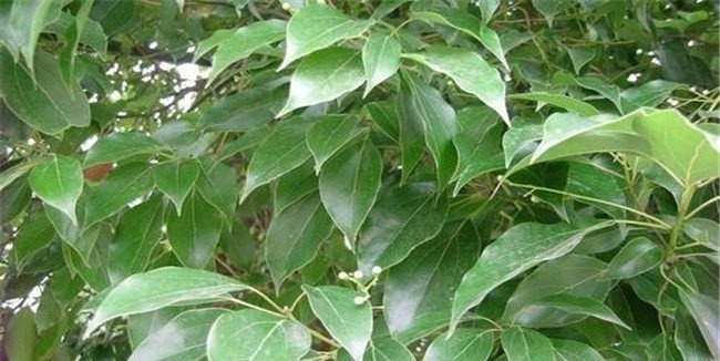 黄樟的功效与用途