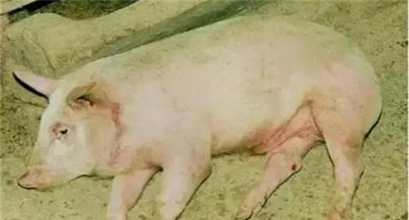 猪旋毛虫病的症状