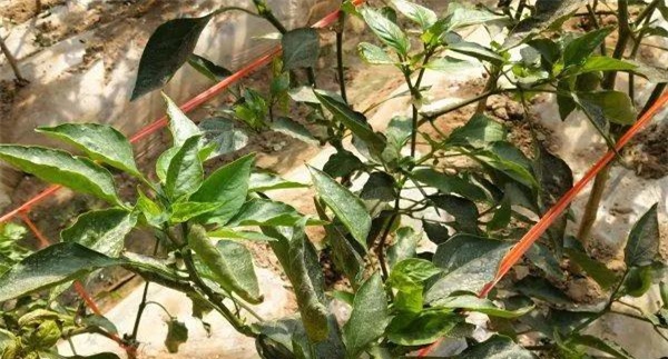 合理吊枝