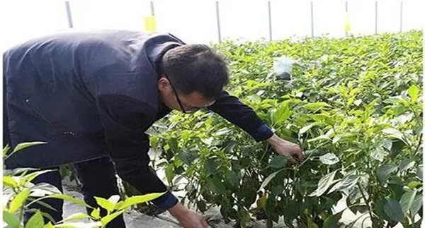 疏除内部枝叶
