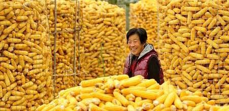 玉米亩穗数