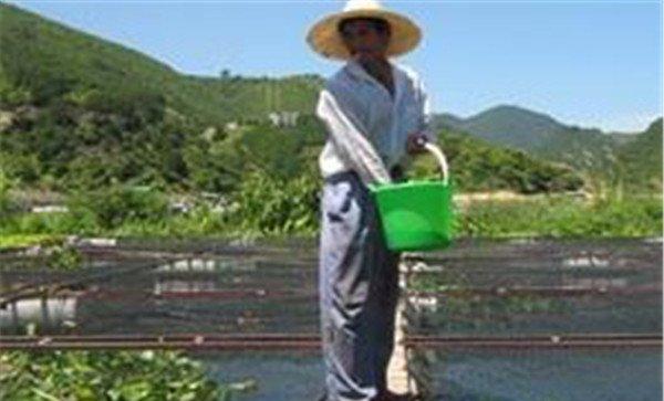 投饲要进行驯化